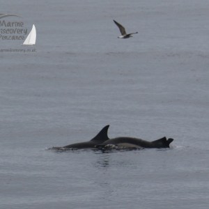 injured common dolphin