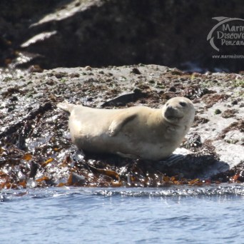 juvenile seal