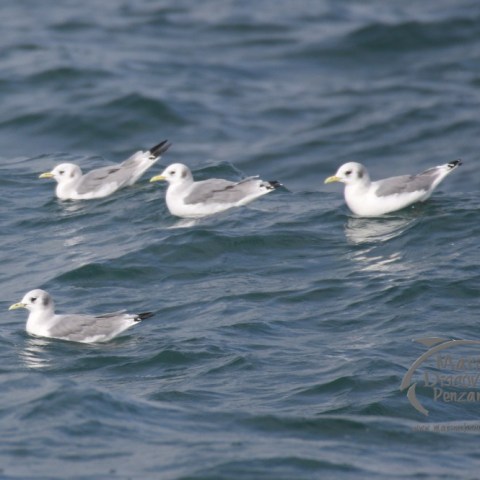 kittiwakes