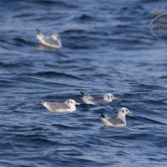 kittiwakes