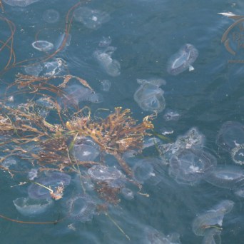 lots of crystal jellyfish