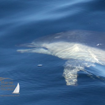 open mouthed dolphin