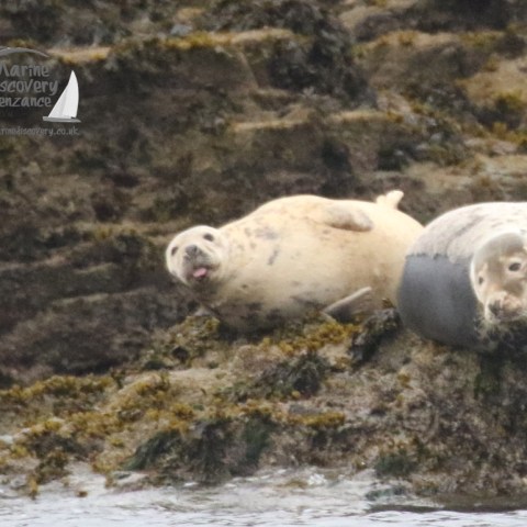 a seal on a rock