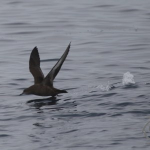 sooty shearwater