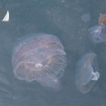 a bird swimming in water