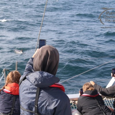 watching a common dolphin