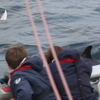 watching common dolphins