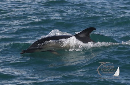 A common dolphin surfacing