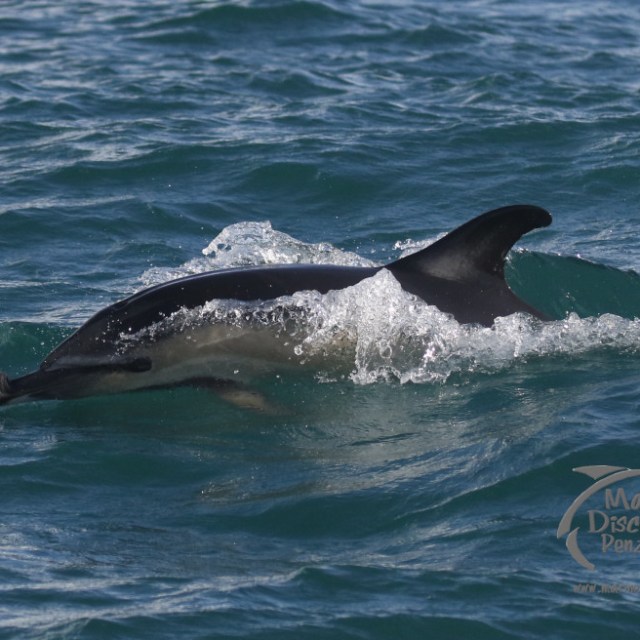 A common dolphin surfacing