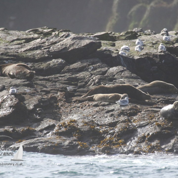 Grey seals hauled out on St Clement's Island