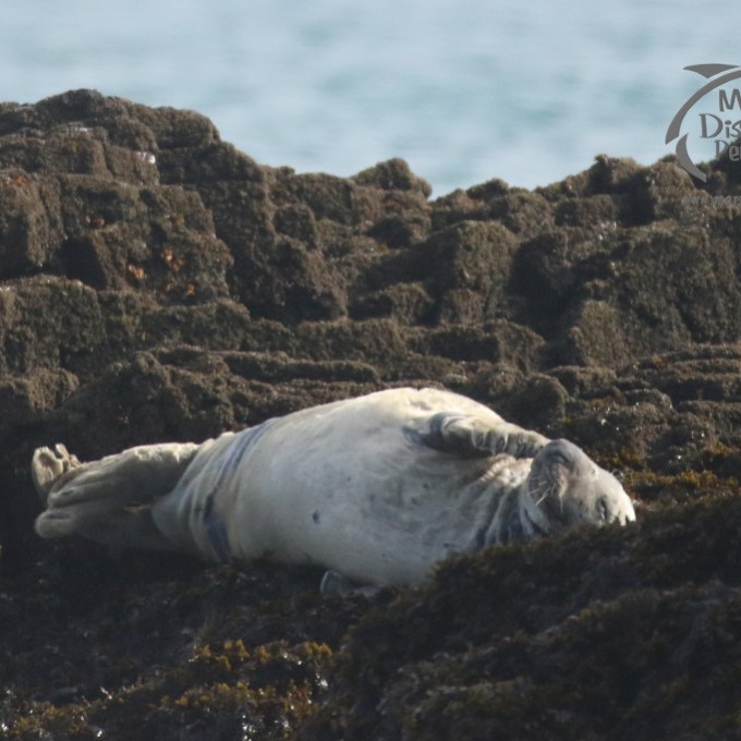 A grey seal on a rock