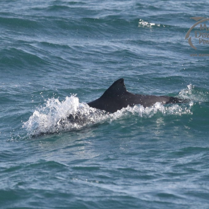 A harbour porpoise surfacing