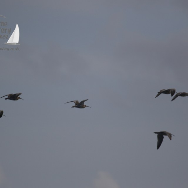 Curlews flying by.