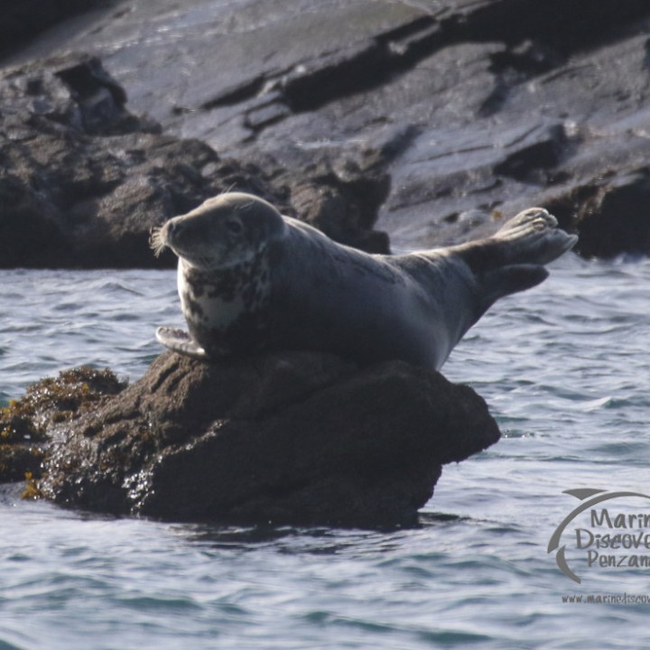 A grey seal on a rock