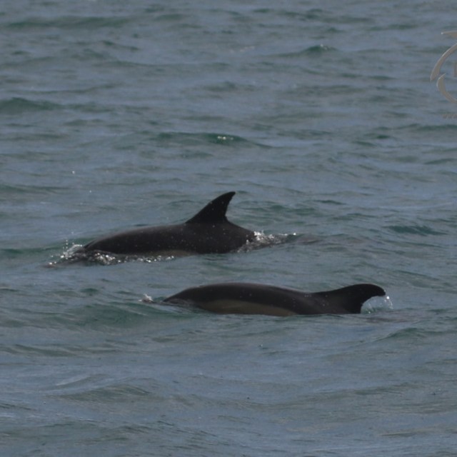 Common dolphins surfacing