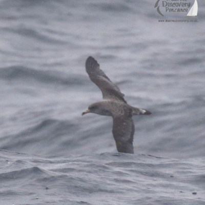 Cory's shearwater