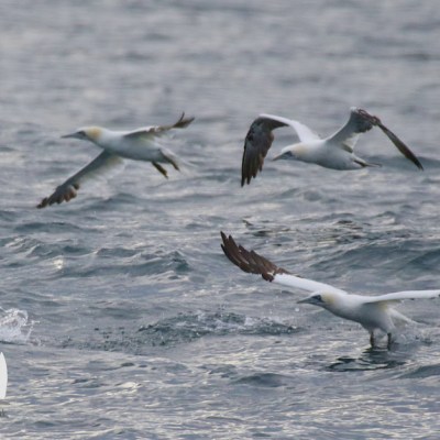 Gannets