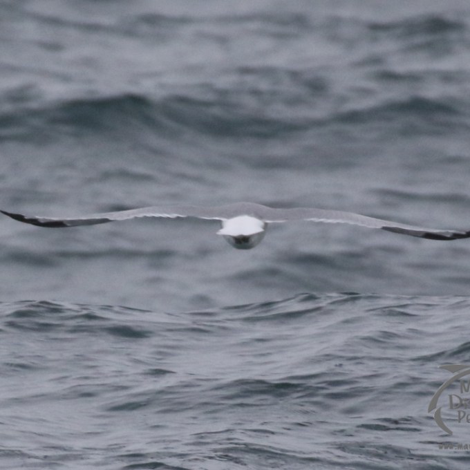 A kittiwake flying past
