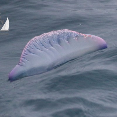 Portuguese man of war