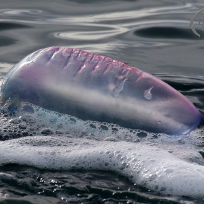 Portuguese man of war