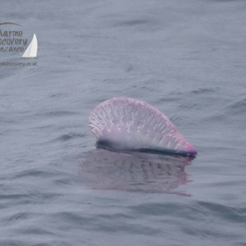 Portuguese man of war