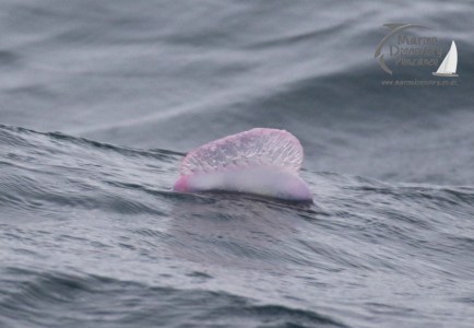 Portuguese Man O'War