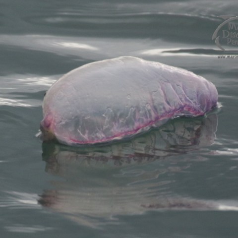 Portuguese man of war