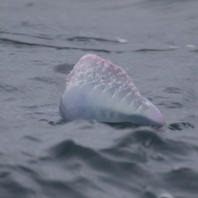 Portuguese man of war