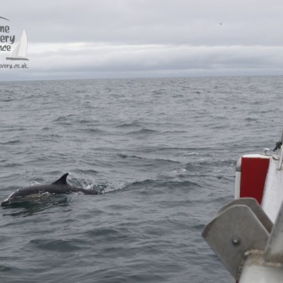 bowriding common dolphin