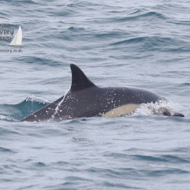 A common dolphin