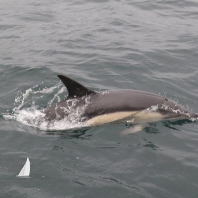 common dolphin