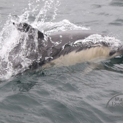 common dolphin