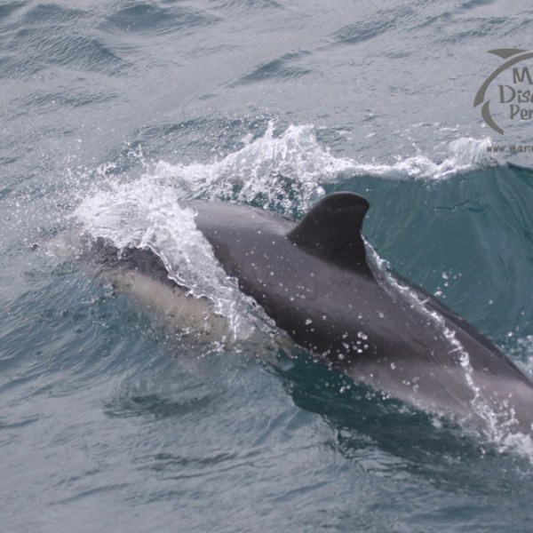common dolphin