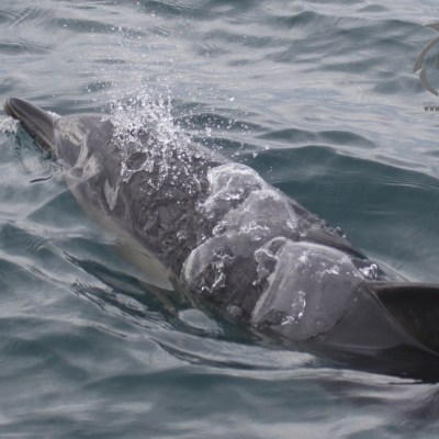 common dolphin