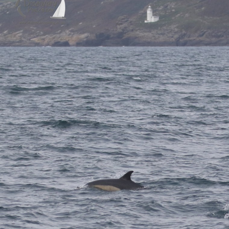 A common dolphin surfacing with Tater Du lighthouse in the background