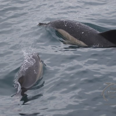 common dolphin mum and calf