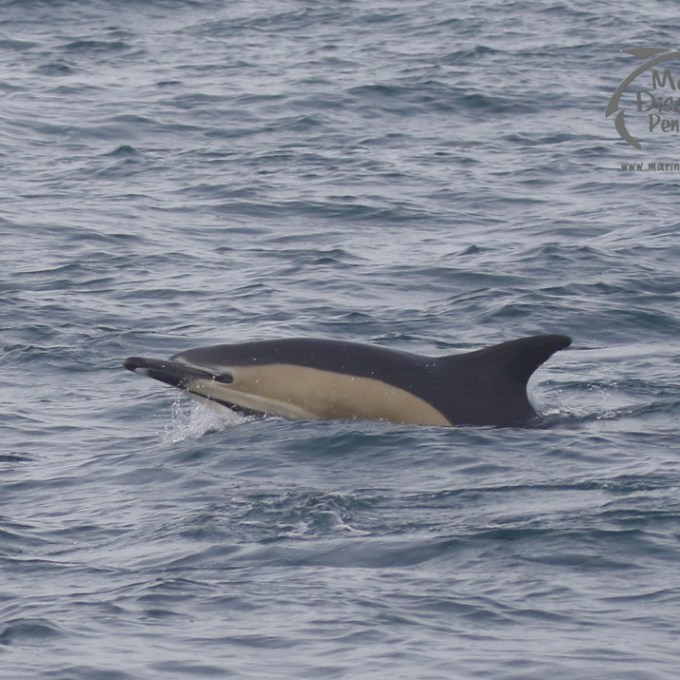 A common dolphin