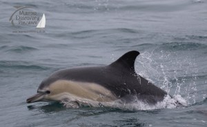 a dolphin jumping out of the water