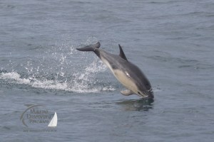common dolphin