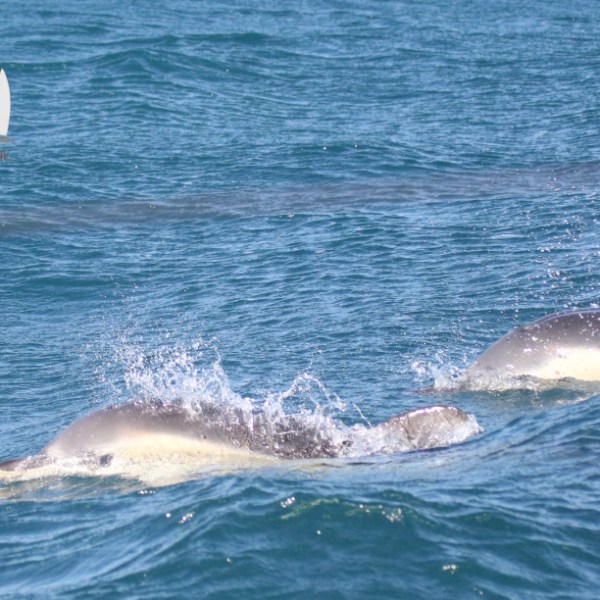 common dolphins
