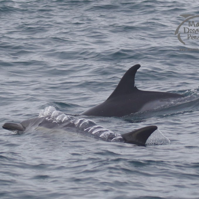 Common dolphins