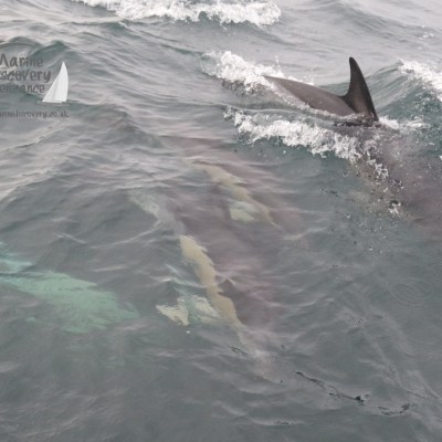 common dolphins