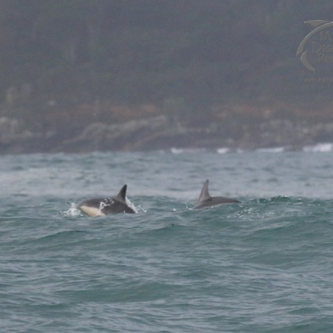 common dolphins