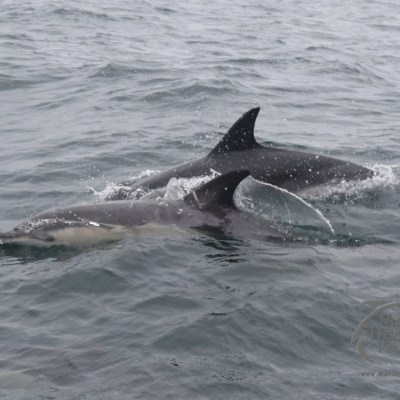 common dolphins