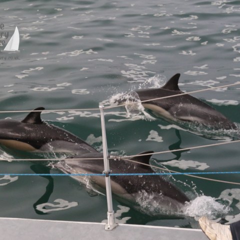 common dolphins
