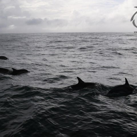 common dolphins