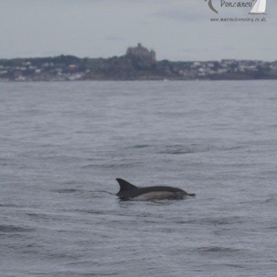 dolphin and mount