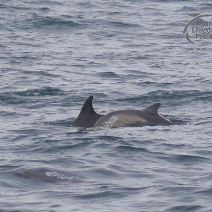 Common dolphins