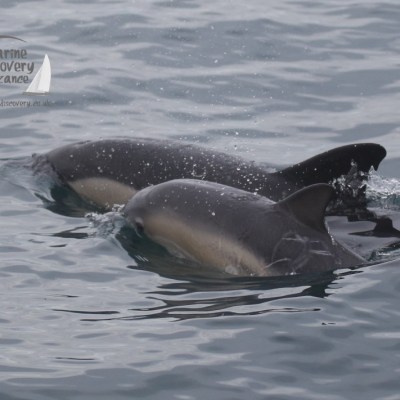 dolphin mother and calf