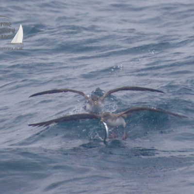 fighting Cory's shearwaters
